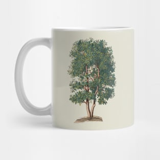 Tree Vintage Botanical Illustration Mug